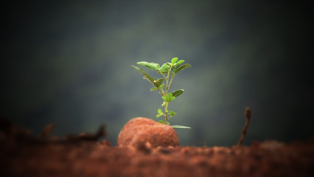 Grüne Pflanze, frisch gekeimt